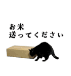 きゃわわくうちゃん（個別スタンプ：13）