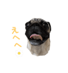 パグ Brun 家で よく使われる言葉（個別スタンプ：2）