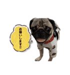 パグ Brun 家で よく使われる言葉（個別スタンプ：7）
