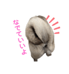 パグ Brun 家で よく使われる言葉（個別スタンプ：13）