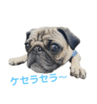 パグ Brun 家で よく使われる言葉（個別スタンプ：22）