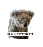 いつも眠いコアラ（個別スタンプ：3）