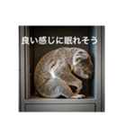 いつも眠いコアラ（個別スタンプ：5）