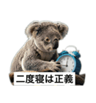 いつも眠いコアラ（個別スタンプ：12）