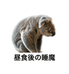 いつも眠いコアラ（個別スタンプ：13）