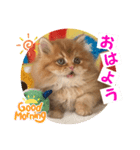 ねこまーち もこふわプリンセス（個別スタンプ：3）