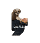 名犬ジェラルディンバーンシュタインの日常（個別スタンプ：22）