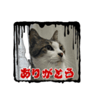 怖々こむぎさん（個別スタンプ：4）
