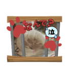 怖々こむぎさん（個別スタンプ：6）