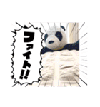 かわいいパンタンちゃん（個別スタンプ：10）