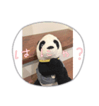 かわいいパンタンちゃん（個別スタンプ：14）