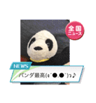 かわいいパンタンちゃん（個別スタンプ：15）