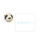 かわいいパンタンちゃん（個別スタンプ：34）