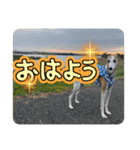 whippet大也（個別スタンプ：1）