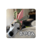 whippet大也（個別スタンプ：2）