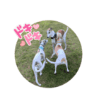 whippet大也（個別スタンプ：3）