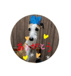 whippet大也（個別スタンプ：8）