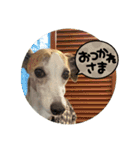 whippet大也（個別スタンプ：9）