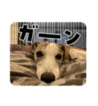 whippet大也（個別スタンプ：11）