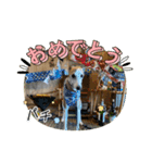 whippet大也（個別スタンプ：14）