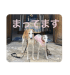 whippet大也（個別スタンプ：16）