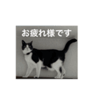 おしゃべり猫と着せ替え猫（個別スタンプ：3）