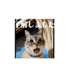 おしゃべり猫と着せ替え猫（個別スタンプ：5）