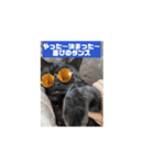 動く黒猫まめちゃん2（サッカー応援編）（個別スタンプ：4）