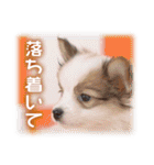 可愛いお返事  癒し仔犬♪仔猫♪（個別スタンプ：4）