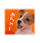 可愛いお返事  癒し仔犬♪仔猫♪（個別スタンプ：9）