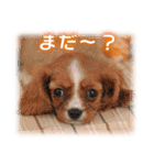 可愛いお返事  癒し仔犬♪仔猫♪（個別スタンプ：15）