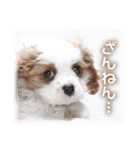 可愛いお返事  癒し仔犬♪仔猫♪（個別スタンプ：16）