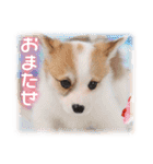 可愛いお返事  癒し仔犬♪仔猫♪（個別スタンプ：17）