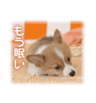 可愛いお返事  癒し仔犬♪仔猫♪（個別スタンプ：18）