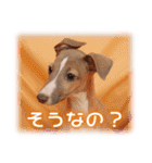 可愛いお返事  癒し仔犬♪仔猫♪（個別スタンプ：20）