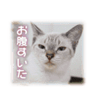 可愛いお返事  癒し仔犬♪仔猫♪（個別スタンプ：21）