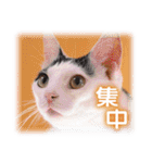 可愛いお返事  癒し仔犬♪仔猫♪（個別スタンプ：23）