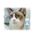 可愛いお返事  癒し仔犬♪仔猫♪（個別スタンプ：25）