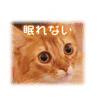 可愛いお返事  癒し仔犬♪仔猫♪（個別スタンプ：26）