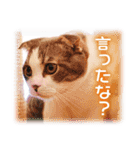 可愛いお返事  癒し仔犬♪仔猫♪（個別スタンプ：31）