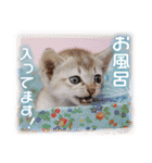 可愛いお返事  癒し仔犬♪仔猫♪（個別スタンプ：33）