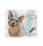 可愛いお返事  癒し仔犬♪仔猫♪（個別スタンプ：37）