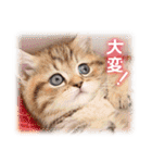 可愛いお返事  癒し仔犬♪仔猫♪（個別スタンプ：38）