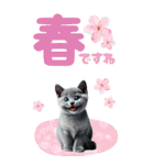 BIGスタンプ ロシアンブルー（個別スタンプ：11）