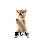 子柴犬の日常使いしやすいスタンプ（個別スタンプ：1）