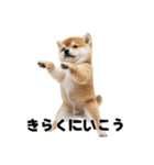 子柴犬の日常使いしやすいスタンプ（個別スタンプ：3）