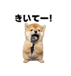 子柴犬の日常使いしやすいスタンプ（個別スタンプ：4）