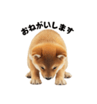 子柴犬の日常使いしやすいスタンプ（個別スタンプ：5）