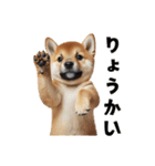 子柴犬の日常使いしやすいスタンプ（個別スタンプ：6）