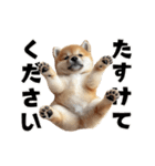 子柴犬の日常使いしやすいスタンプ（個別スタンプ：10）